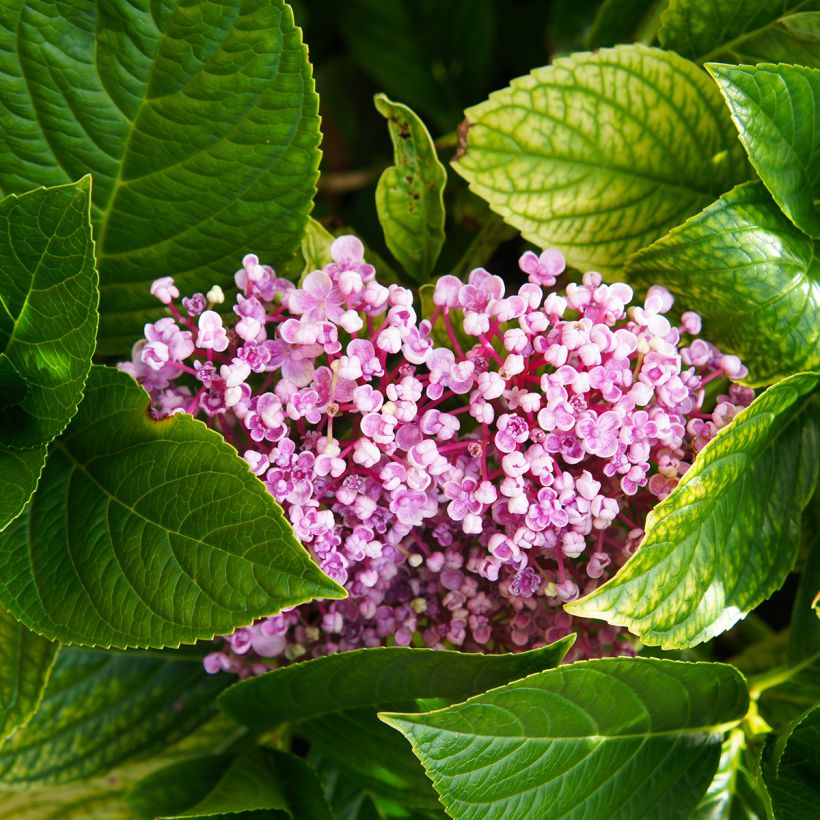 Hortensia macrophylla Ayesha - Hydrangea (Follaje)