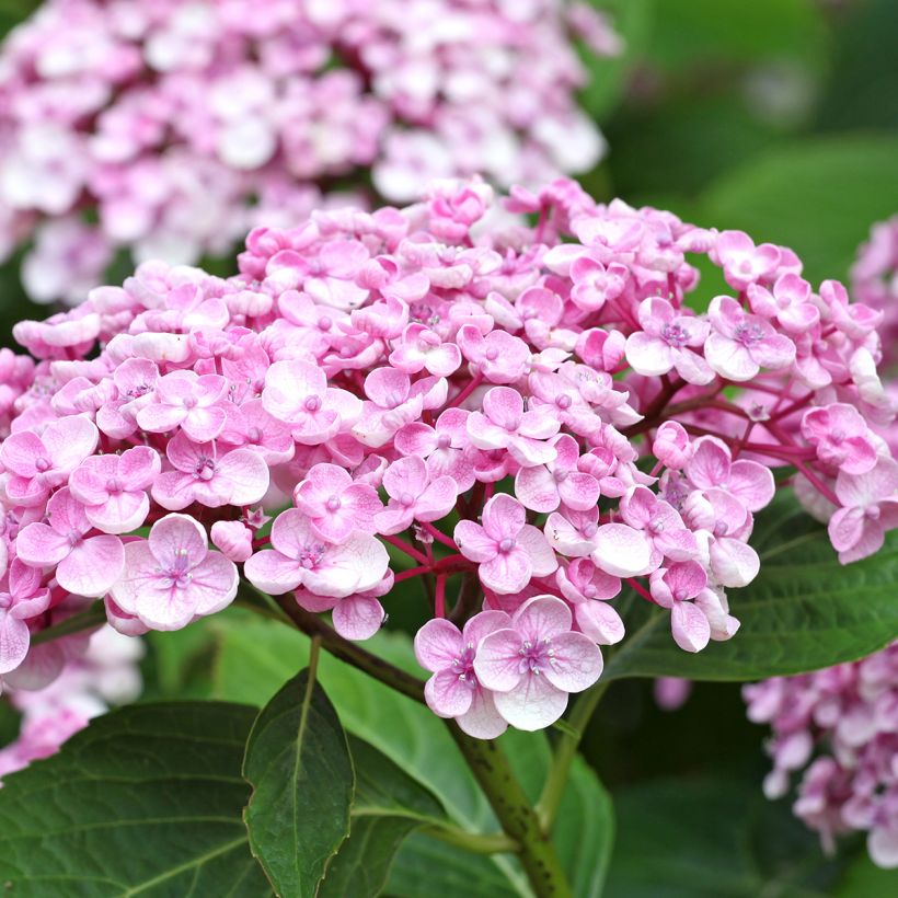 Hortensia macrophylla Ayesha - Hydrangea (Floración)