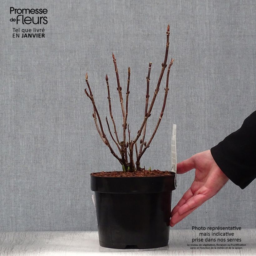 Hortensia macrophylla Cloudi - Hydrangea Maceta 3L/4L Ejemplar entregado en invierno