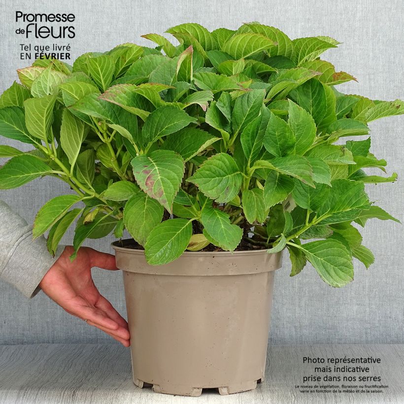Ejemplar de Hortensia macrophylla Eughen Hahn - Hydrangea Maceta 7,5L/10L entregado en otoño