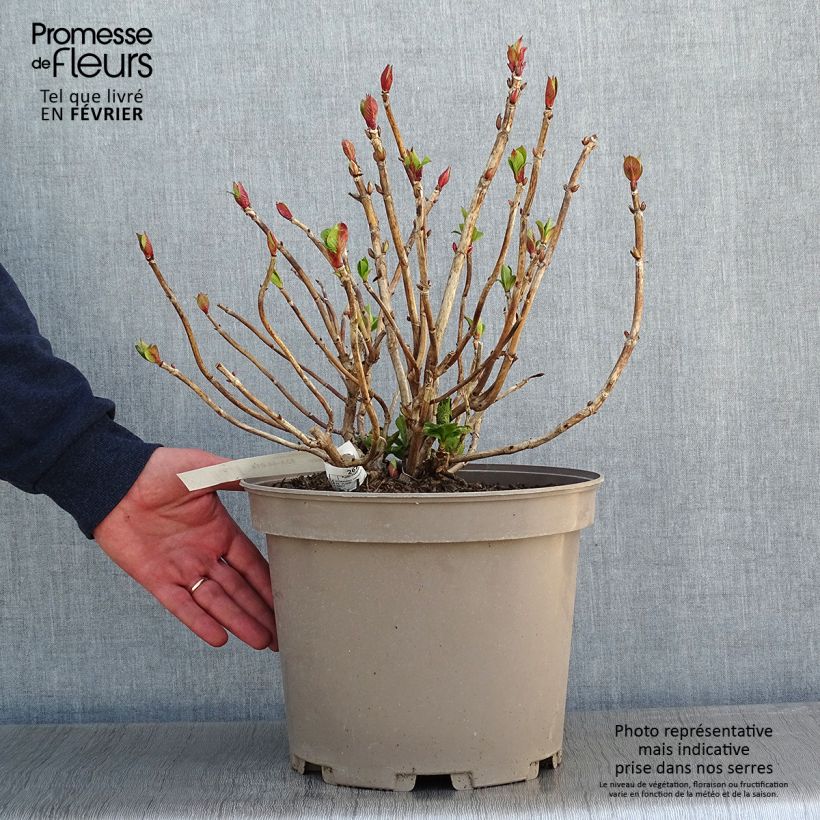 Hortensia macrophylla Eughen Hahn - Hydrangea Maceta 7,5L/10L Ejemplar entregado en invierno