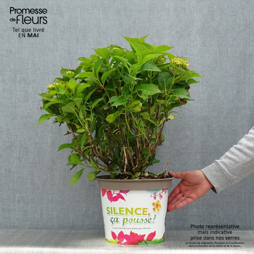 Hortensia macrophylla Eughen Hahn - Hydrangea Maceta 7,5L/10L Ejemplar entregado en la primavera