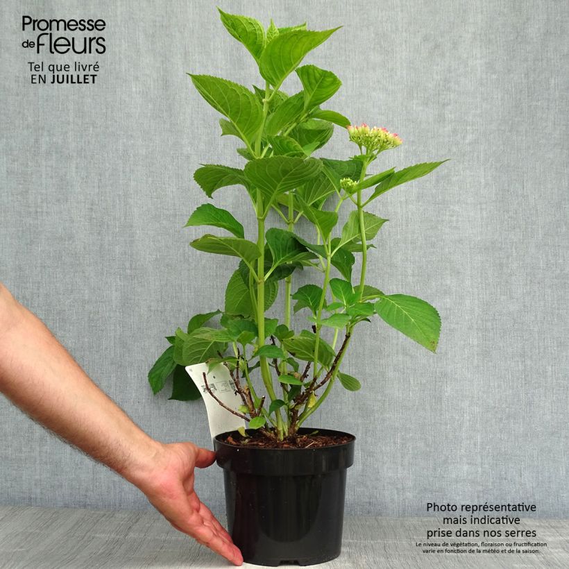 Ejemplar de Hortensia macrophylla King George V - Hydrangea Maceta 2L/3L entregado en verano