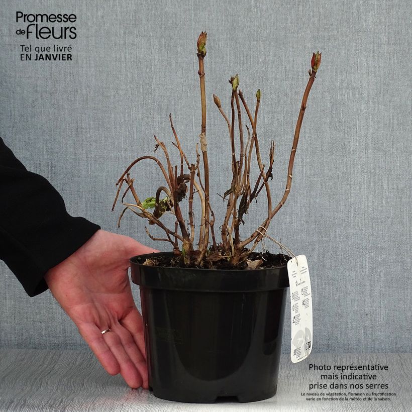 Hortensia macrophylla King George V - Hydrangea Maceta 2L/3L Ejemplar entregado en invierno