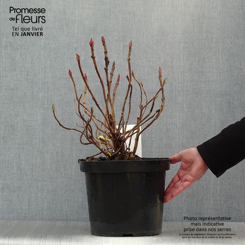 Hortensia macrophylla King George V - Hydrangea Maceta 7,5L/10L Ejemplar entregado en invierno