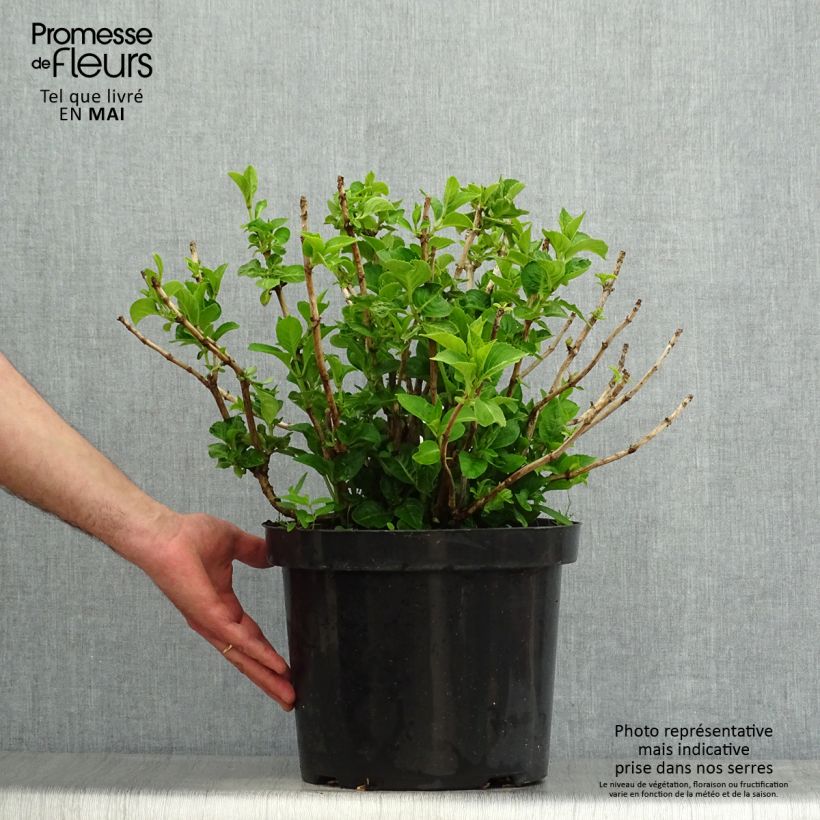 Hortensia macrophylla King George V - Hydrangea Maceta 7,5L/10L Ejemplar entregado en la primavera