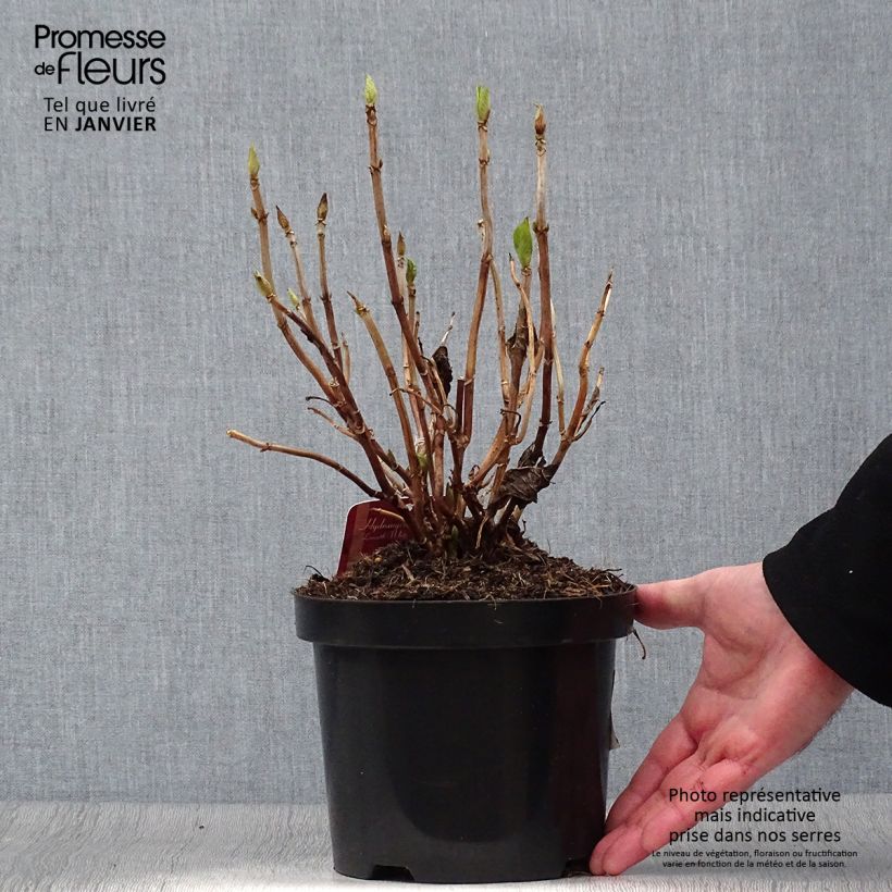 Hortensia macrophylla Lanarth White - Hydrangea Maceta 2L/3L Ejemplar entregado en invierno