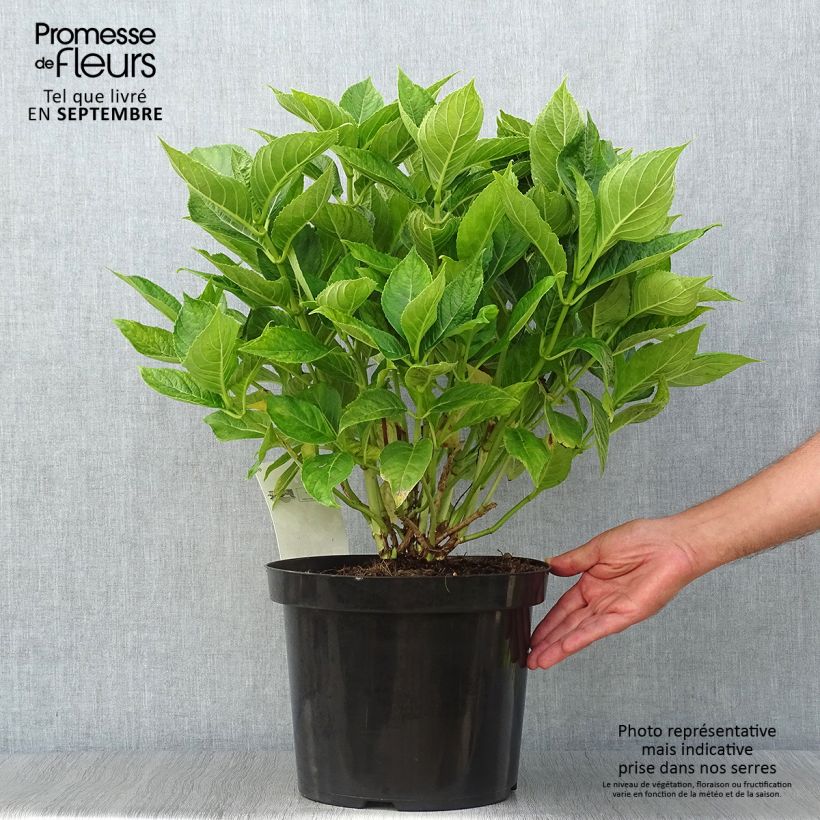 Ejemplar de Hortensia macrophylla Lanarth White - Hydrangea Maceta 7,5L/10L entregado en otoño