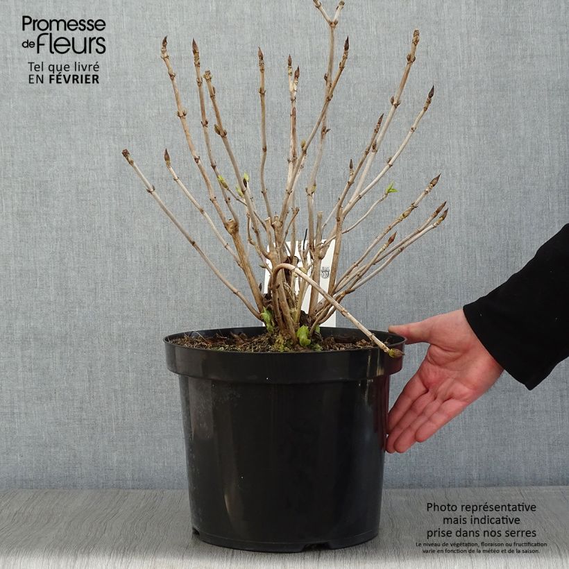 Hortensia macrophylla Lanarth White - Hydrangea Maceta 7,5L/10L Ejemplar entregado en invierno