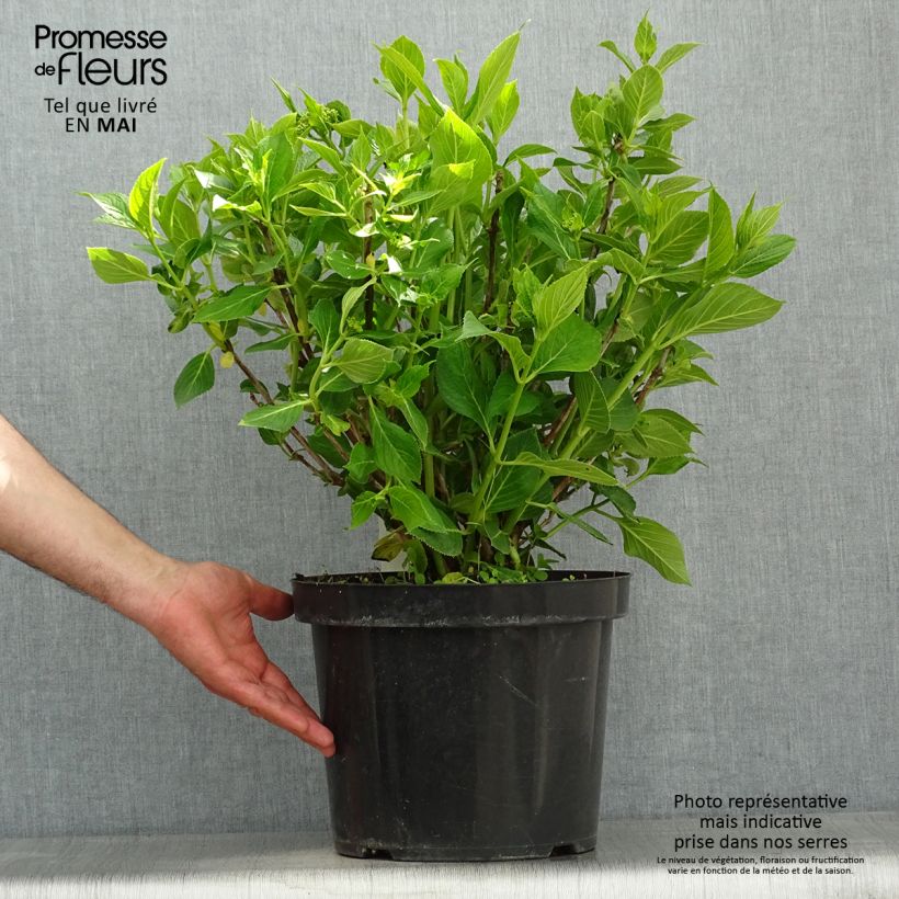 Hortensia macrophylla Lanarth White - Hydrangea Maceta 7,5L/10L Ejemplar entregado en la primavera