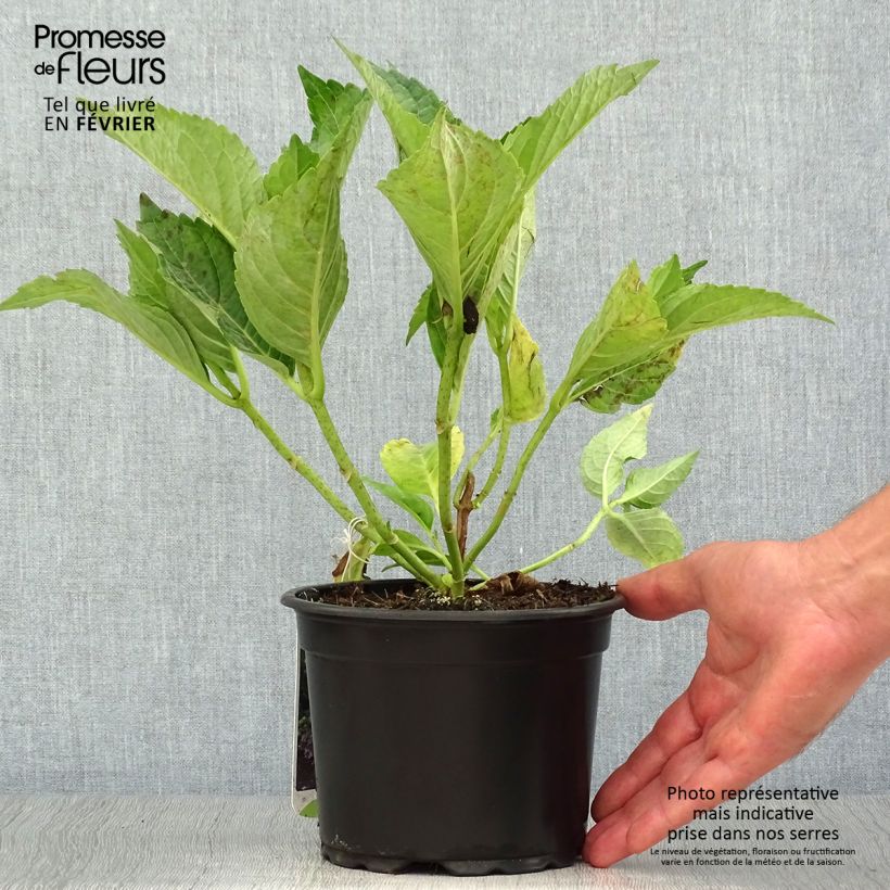 Ejemplar de Hortensia macrophylla Mariesii Perfecta - Hydrangea Maceta 2L/3L entregado en otoño