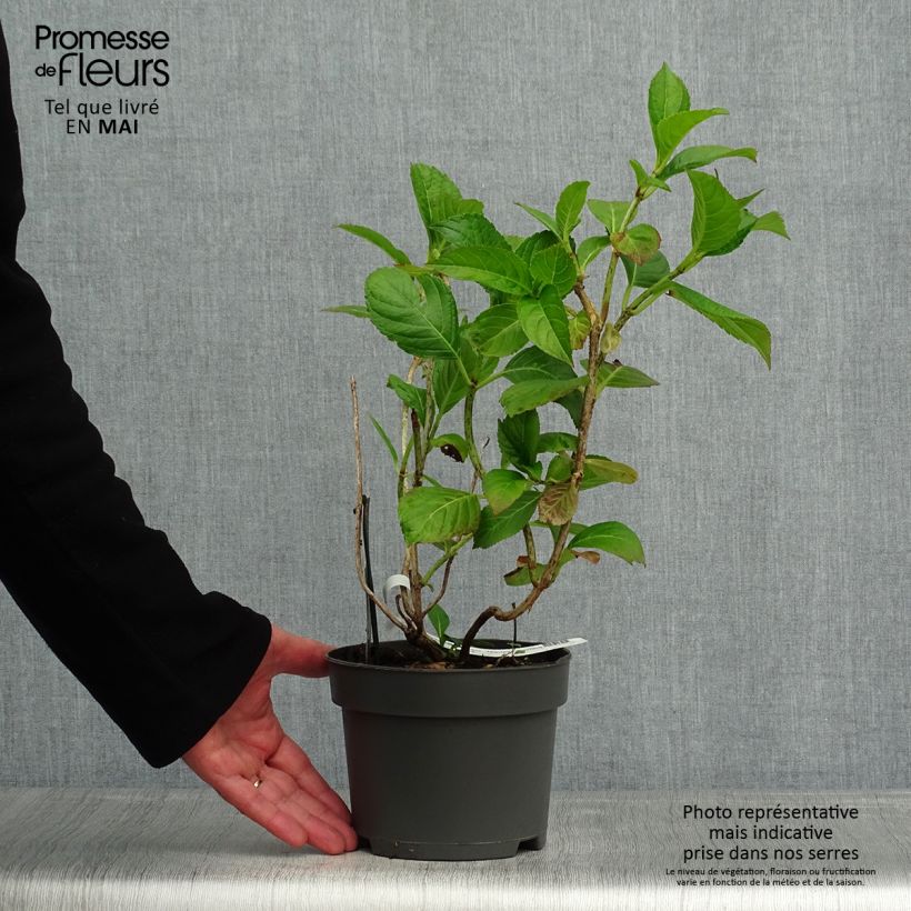 Hortensia macrophylla Mariesii Perfecta - Hydrangea Maceta 2L/3L Ejemplar entregado en la primavera