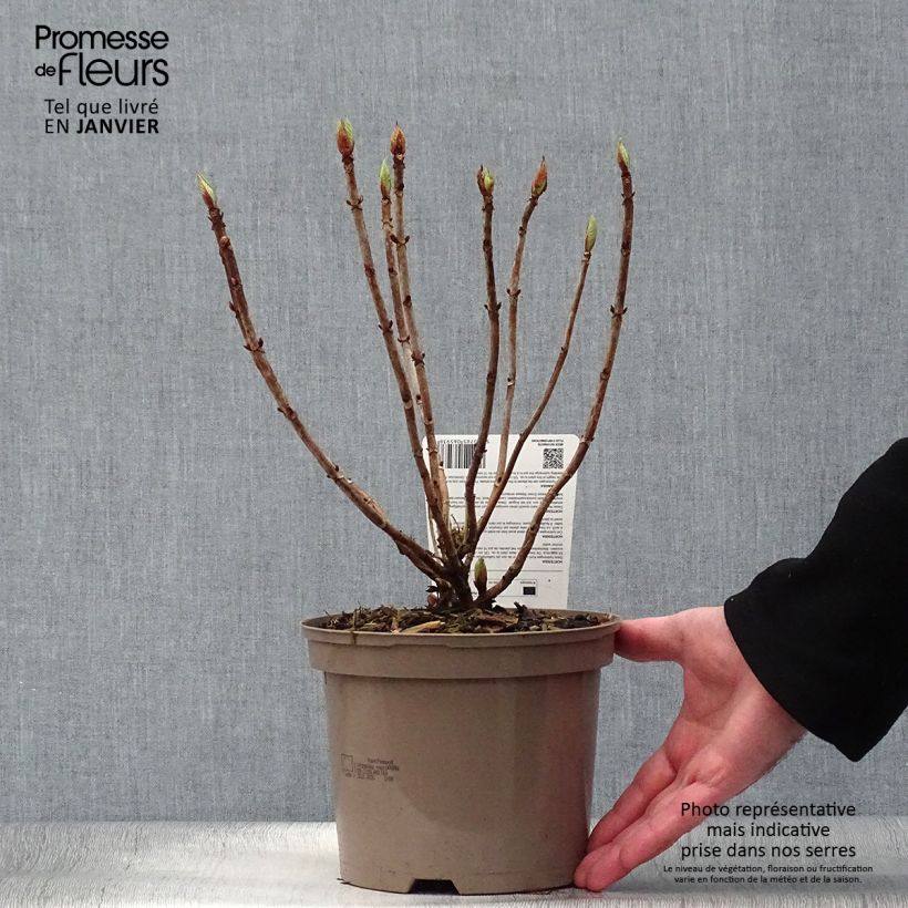 Hortensia macrophylla Masja - Hydrangea Maceta 2L/3L Ejemplar entregado en invierno