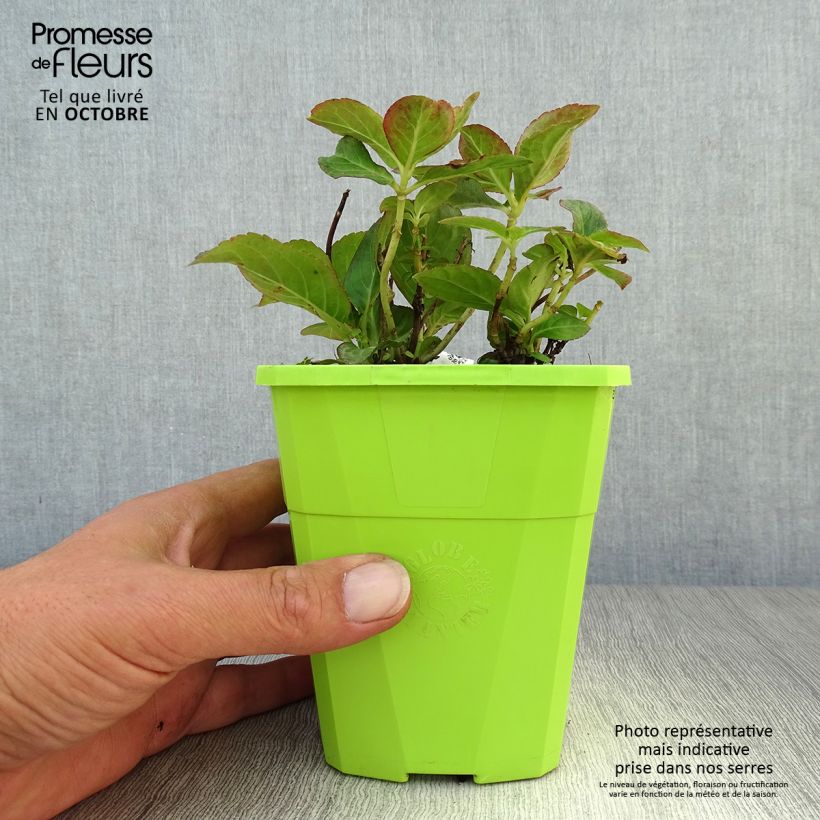 Ejemplar de Hortensia macrophylla Miss Saori - Hydrangea Maceta 1L/1,5L entregado en otoño