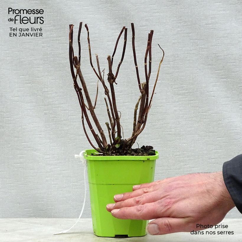 Hortensia macrophylla Miss Saori - Hydrangea Maceta 1L/1,5L Ejemplar entregado en invierno