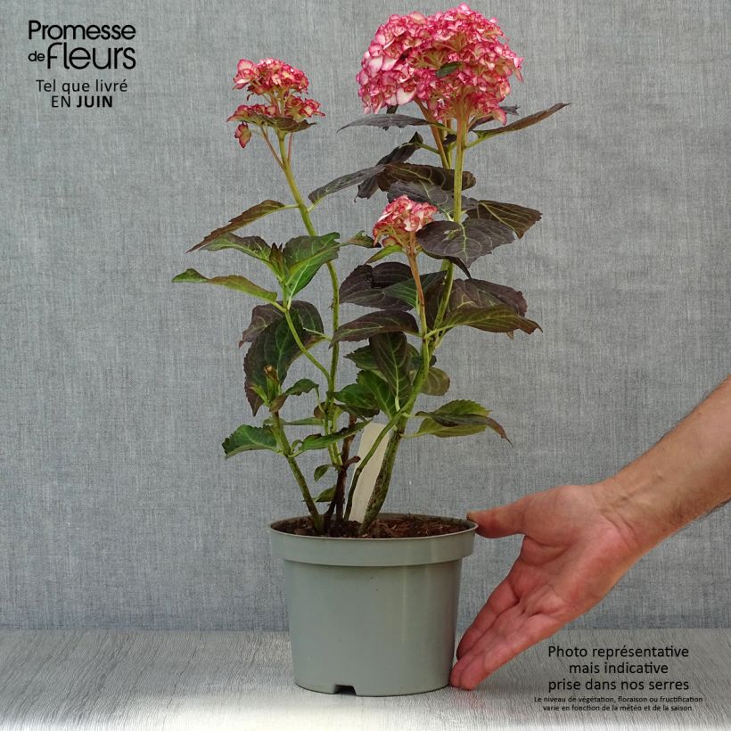 Ejemplar de Hortensia macrophylla Miss Saori - Hydrangea Maceta 2L/3L entregado en verano