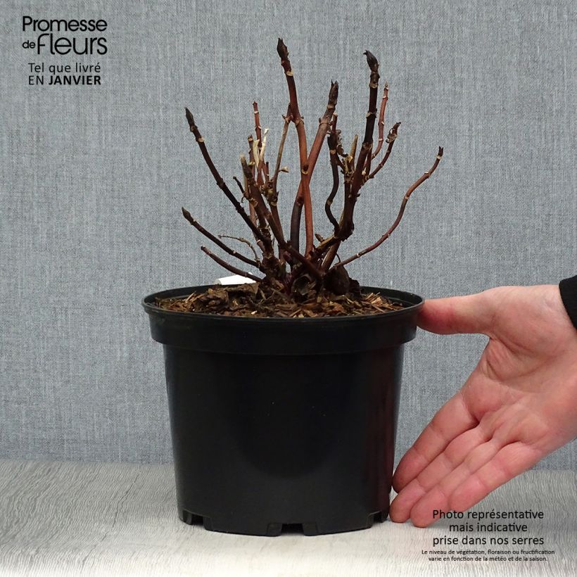 Hortensia macrophylla Miss Saori - Hydrangea Maceta 2L/3L Ejemplar entregado en invierno