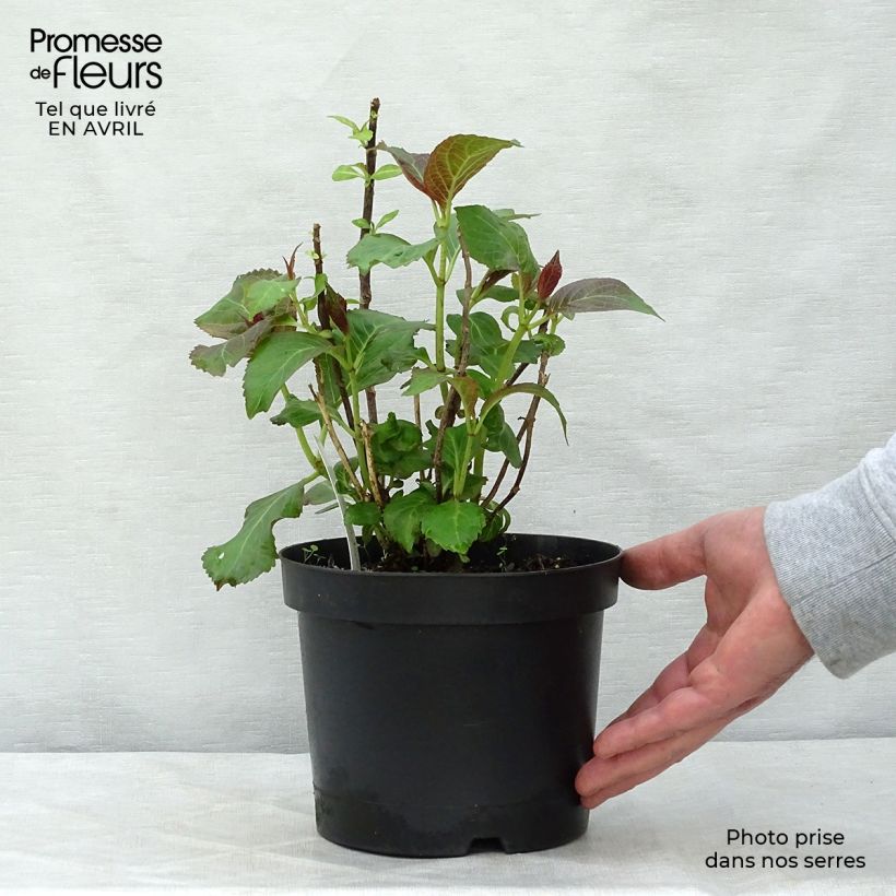 Hortensia macrophylla Miss Saori - Hydrangea Maceta 2L/3L Ejemplar entregado en la primavera