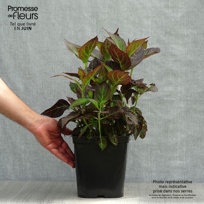 Ejemplar de Hortensia macrophylla Miss Saori - Hydrangea Maceta 4L/5L entregado en verano