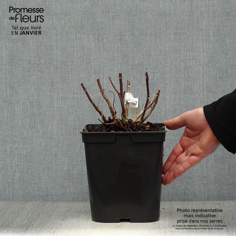 Hortensia macrophylla Miss Saori - Hydrangea Maceta 4L/5L Ejemplar entregado en invierno