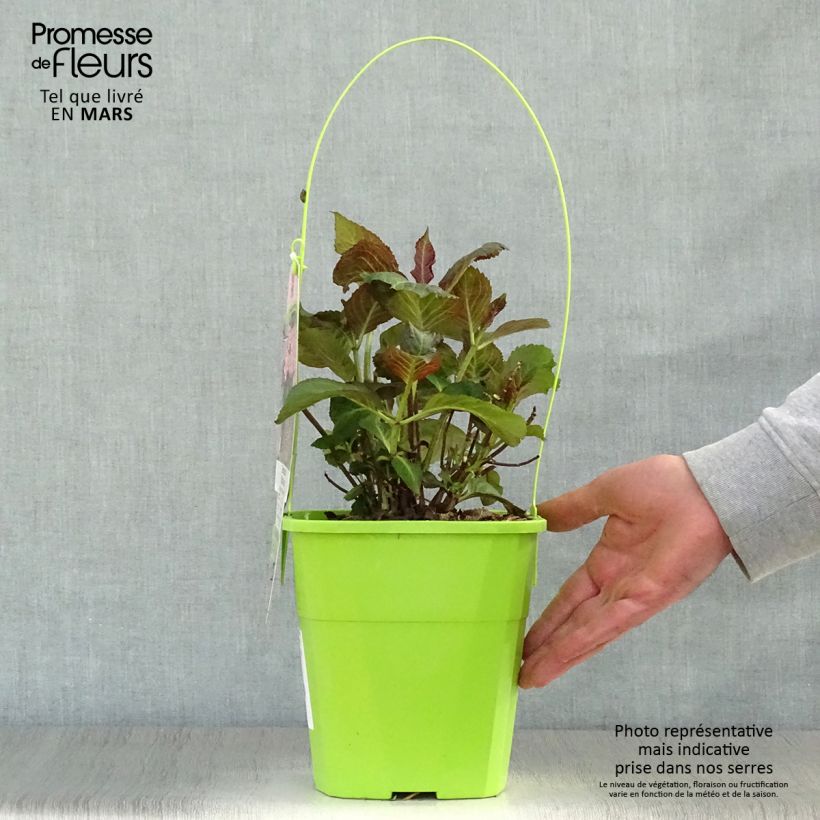 Hortensia macrophylla Miss Saori - Hydrangea Maceta 4L/5L Ejemplar entregado en la primavera