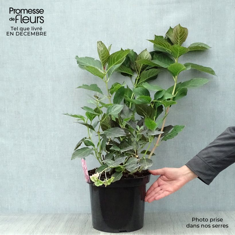 Hortensia macrophylla Miss Saori - Hydrangea Maceta 7,5L/10L Ejemplar entregado en invierno