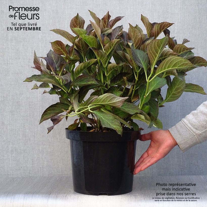 Ejemplar de Hortensia macrophylla Miss Saori - Hydrangea Maceta 7,5L/10L entregado en otoño