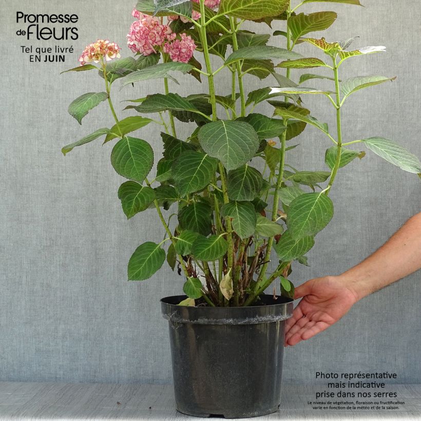 Ejemplar de Hortensia macrophylla Miss Saori - Hydrangea Maceta 7,5L/10L entregado en verano