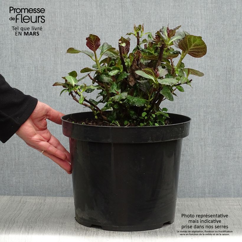 Hortensia macrophylla Miss Saori - Hydrangea Maceta 7,5L/10L Ejemplar entregado en la primavera