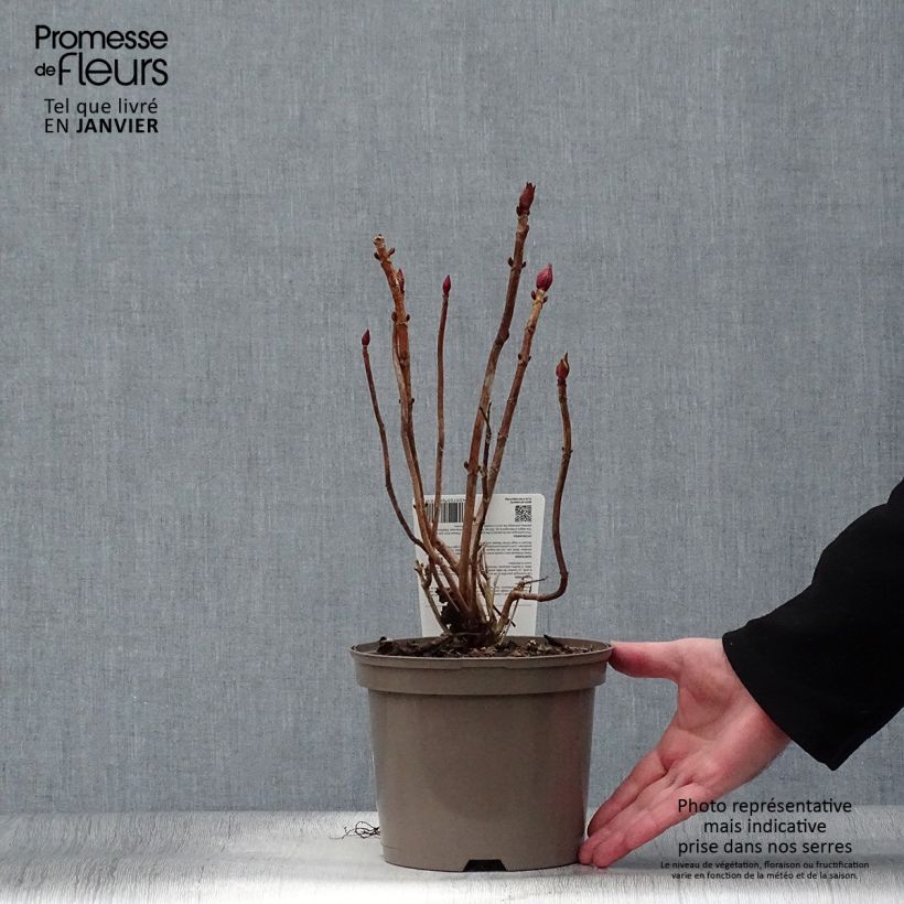 Hortensia macrophylla Rotkehlchen - Hydrangea Maceta 2L/3L Ejemplar entregado en invierno