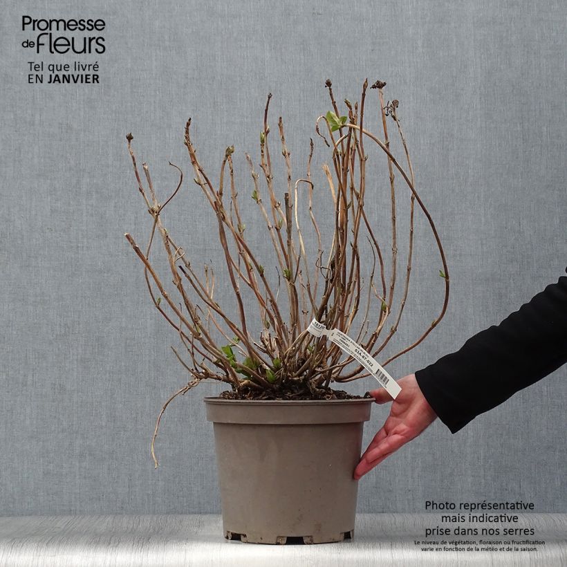 Hortensia macrophylla Stellar Blue - Hydrangea Maceta 7,5L/10L Ejemplar entregado en invierno