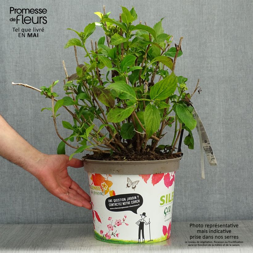 Hortensia macrophylla Stellar Blue - Hydrangea Maceta 7,5L/10L Ejemplar entregado en la primavera