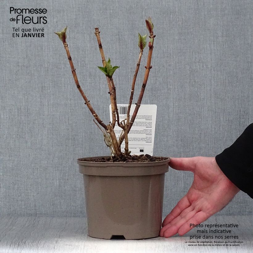 Hortensia macrophylla Teller Blue - Hydrangea Maceta 2L/3L Ejemplar entregado en invierno