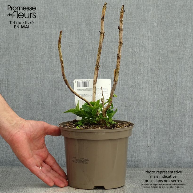 Hortensia macrophylla Teller Blue - Hydrangea Maceta 2L/3L Ejemplar entregado en la primavera