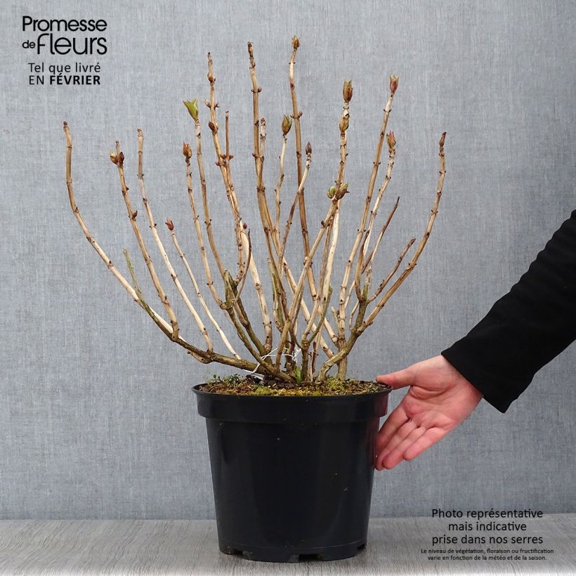 Hortensia macrophylla Teller Blue - Hydrangea Maceta 7,5L/10L Ejemplar entregado en invierno