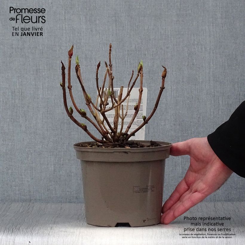 Hortensia macrophylla Teller Red - Hydrangea Maceta 2L/3L Ejemplar entregado en invierno