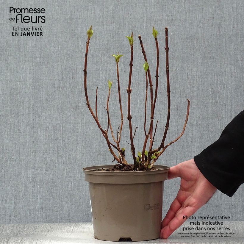 Hortensia macrophylla White Wave - Hydrangea Maceta 2L/3L Ejemplar entregado en invierno