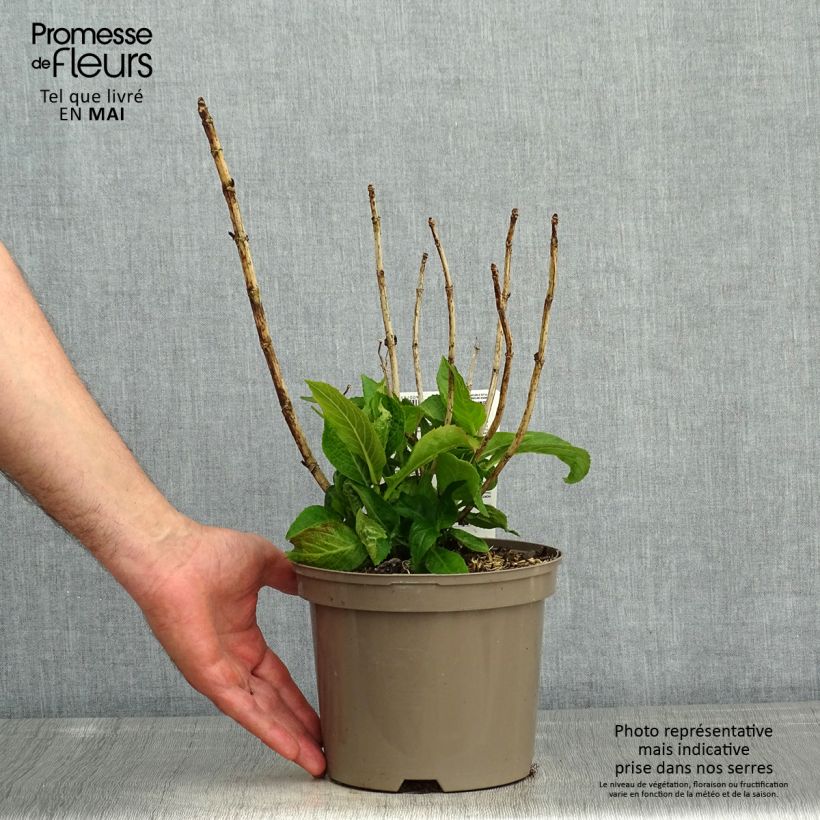 Hortensia macrophylla White Wave - Hydrangea Maceta 2L/3L Ejemplar entregado en la primavera