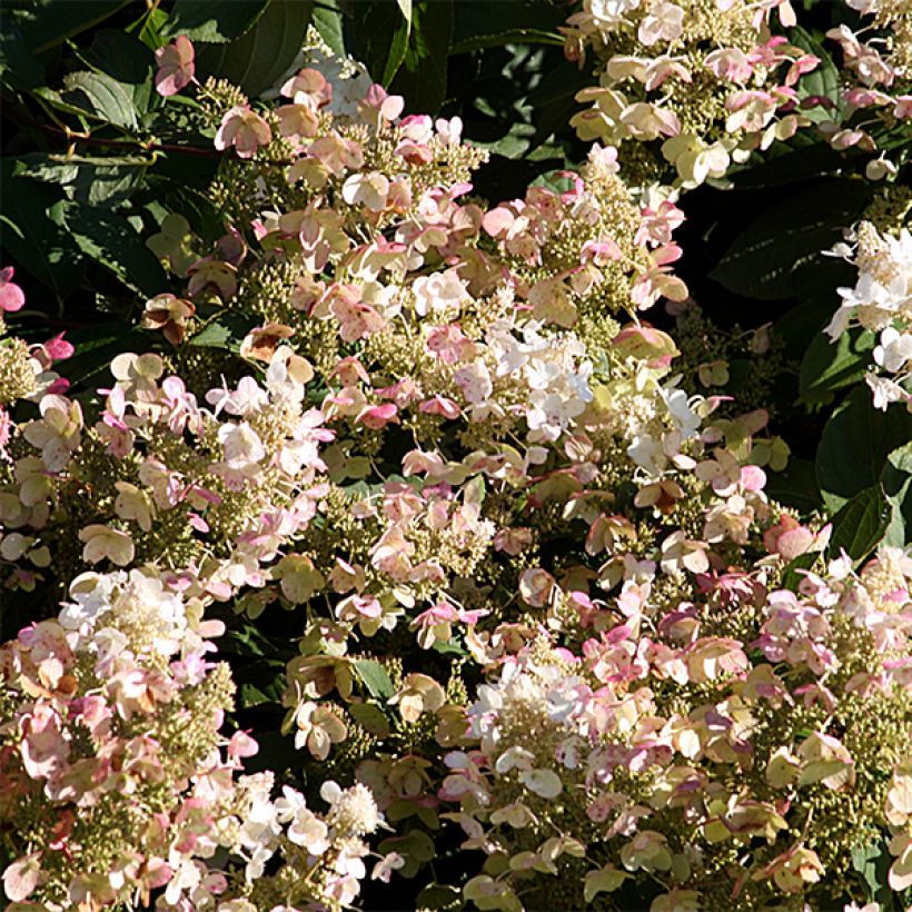 Hortensia paniculata Burgondy Lace - Hydrangea paniculata (Floración)
