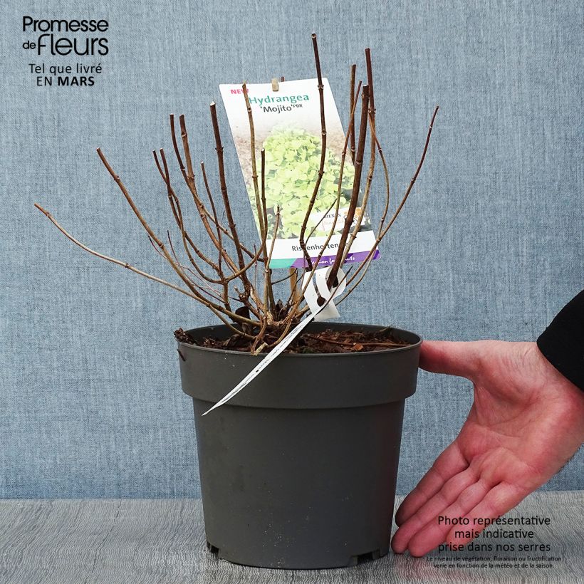 Hortensia paniculata Mojito - Hydrangea paniculata Maceta 3L/4L Ejemplar entregado en invierno