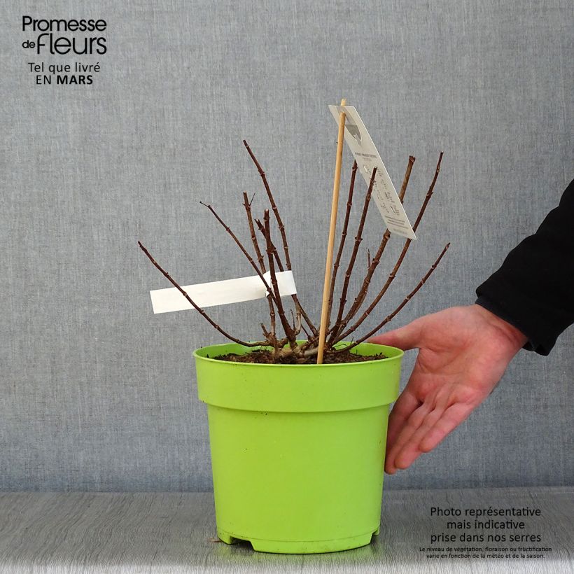 Hortensia paniculata Petite Star - Hydrangea paniculata Maceta 4L/5L Ejemplar entregado en invierno