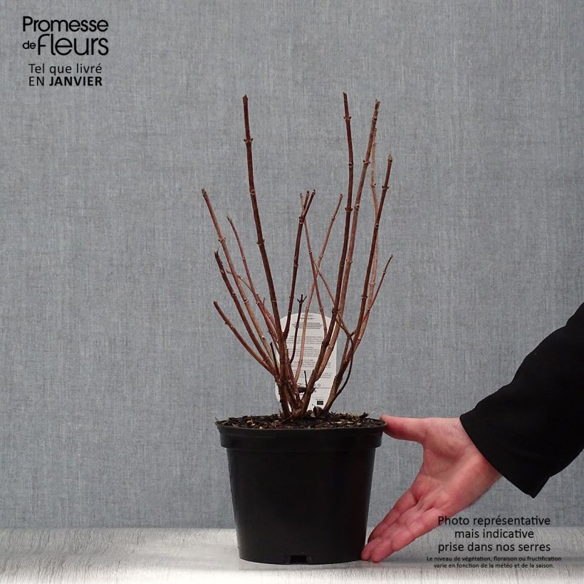 Hortensia paniculata Dharuma - Hydrangea Maceta 2L/3L Ejemplar entregado en invierno