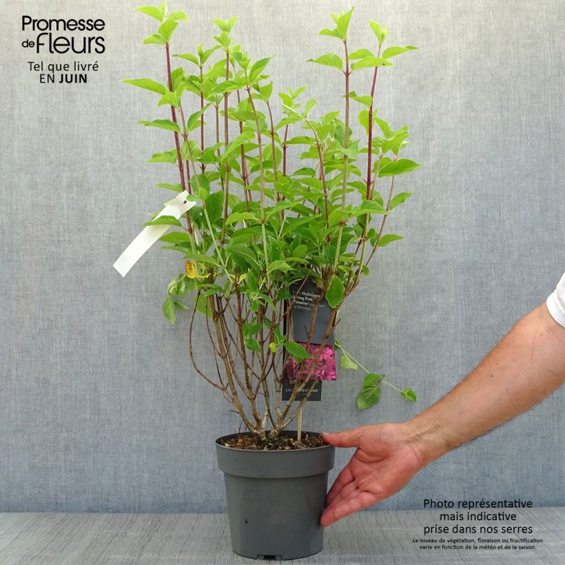 Ejemplar de Hortensia paniculata Living Pinky Promise - Hydrangea paniculata Maceta 2L/3L entregado en verano