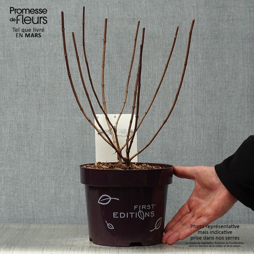 Hortensia paniculata Tickled Pink - Hydrangea paniculata Maceta 2L/3L Ejemplar entregado en la primavera