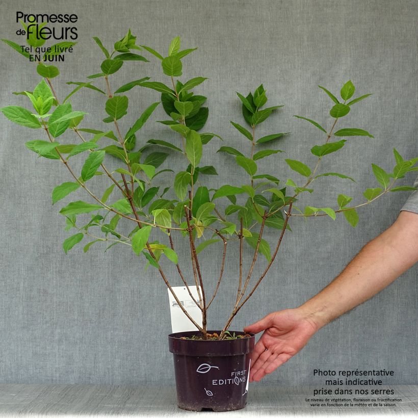 Ejemplar de Hortensia paniculata Tickled Pink - Hydrangea paniculata Maceta 2L/3L entregado en verano
