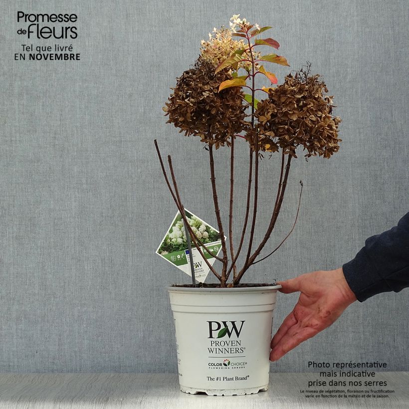 Ejemplar de Hortensia paniculata Fire Light - Hydrangea paniculata Maceta 4L/5L entregado en otoño