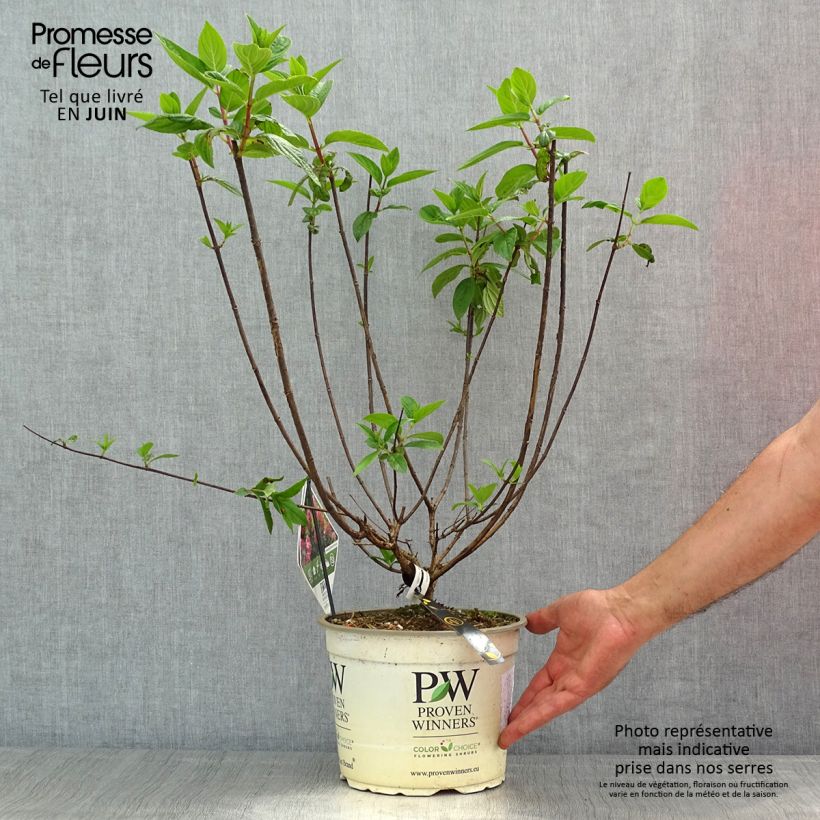Hortensia paniculata Fire Light - Hydrangea paniculata Maceta 4L/5L Ejemplar entregado en la primavera