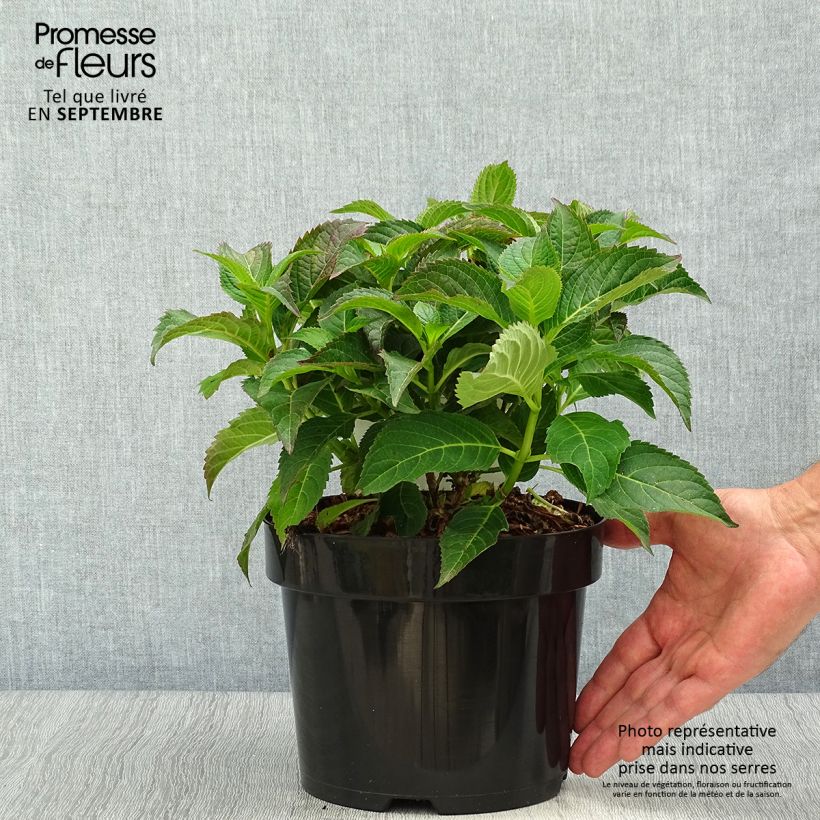Ejemplar de Hortensia serrata Annie's Blue - Hydrangea Maceta 2L/3L entregado en otoño