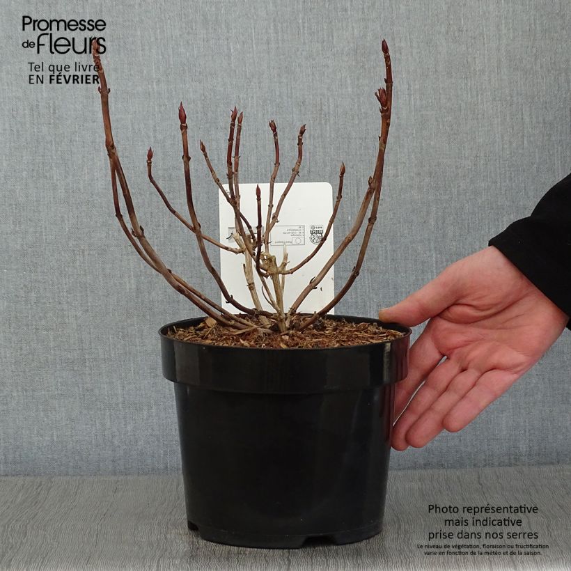 Hortensia serrata Annie's Blue - Hydrangea Maceta 2L/3L Ejemplar entregado en invierno