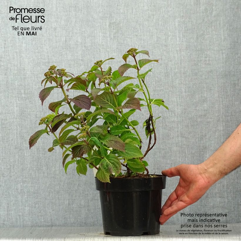 Hortensia serrata Annie's Blue - Hydrangea Maceta 2L/3L Ejemplar entregado en la primavera